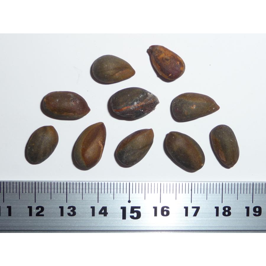 メキシコピニョンマツ＜ピニョン松＞ 種子10粒 Mexican pinyon 10