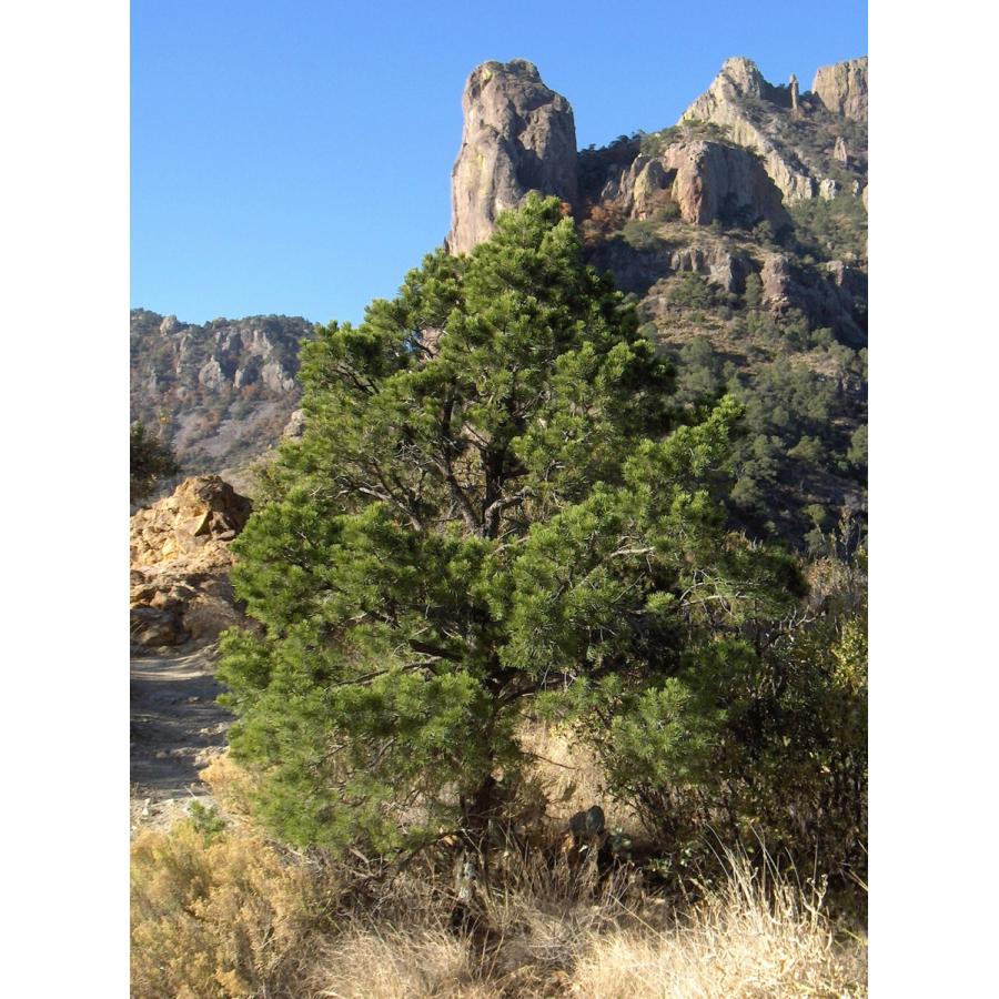 メキシコピニョンマツ＜ピニョン松＞ 種子10粒 Mexican pinyon 10 