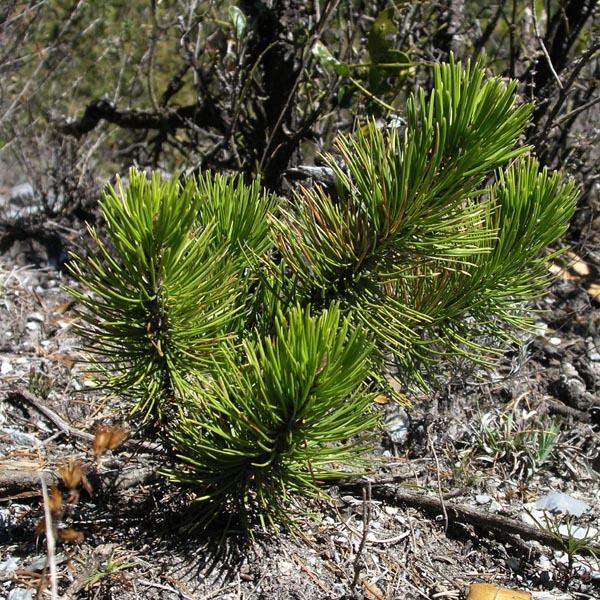 メキシコピニョンマツ＜ピニョン松＞ 種子10粒 Mexican pinyon 10