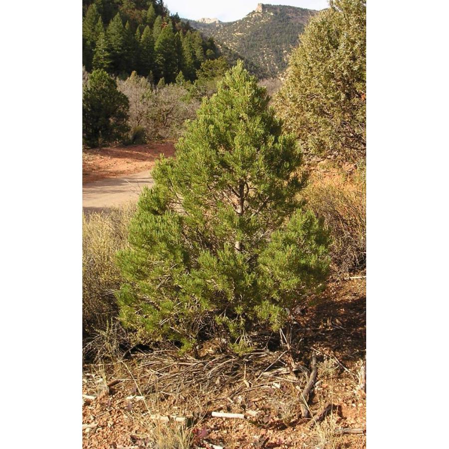 メキシコピニョンマツ＜ピニョン松＞ 種子10粒 Mexican pinyon 10
