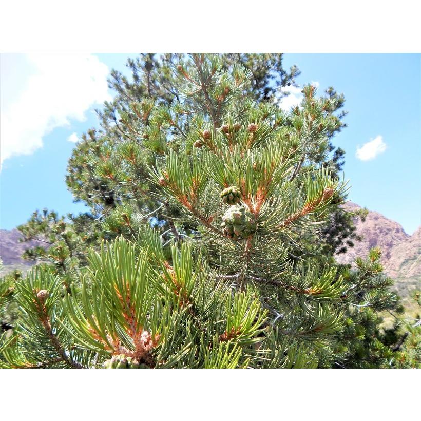 メキシコピニョンマツ＜ピニョン松＞ 種子10粒 Mexican pinyon 10