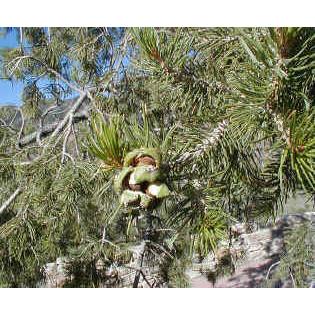 メキシコピニョンマツ＜ピニョン松＞ 種子10粒 Mexican pinyon 10