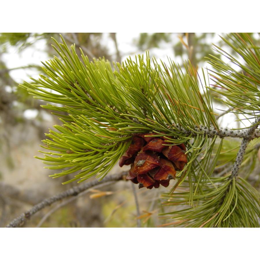 メキシコピニョンマツ＜ピニョン松＞ 種子10粒 Mexican pinyon 10