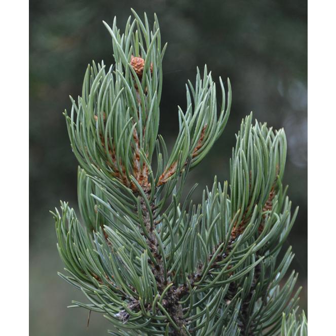 マルチネスピニョンマツ メキシコ