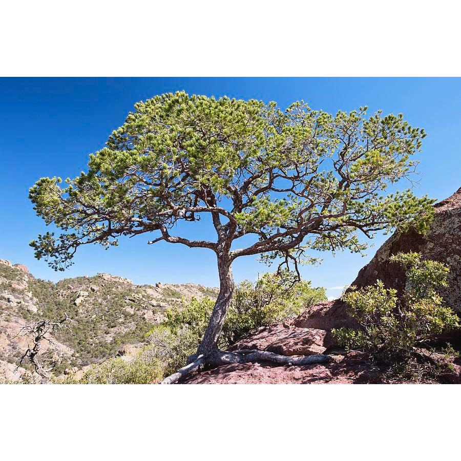 メキシコピニョンマツ＜ピニョン松＞ 種子10粒 Mexican pinyon 10