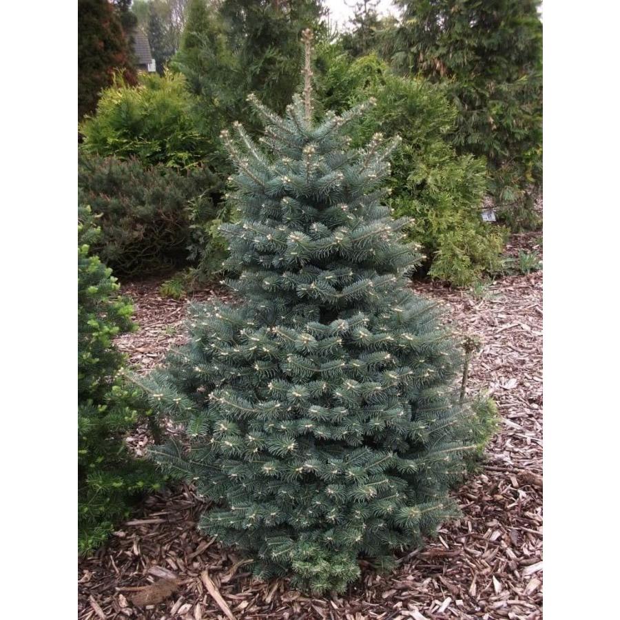 ブルーバルサムモミ 種子50粒 Blundell blue balsam fir 50 seeds