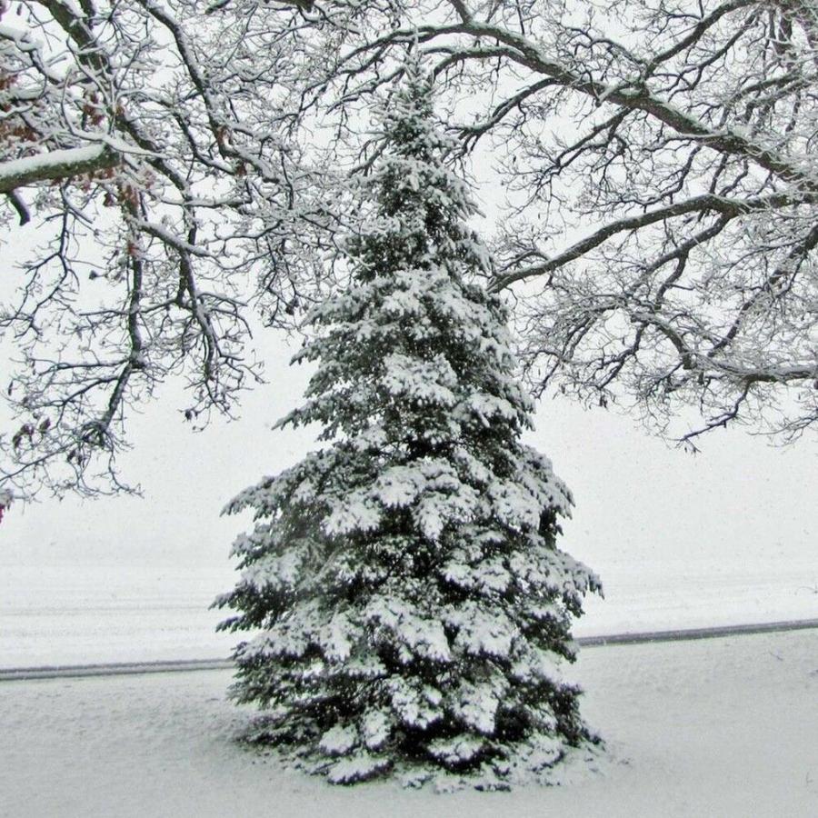 ブルーバルサムモミ 種子50粒 Blundell blue balsam fir 50 seeds