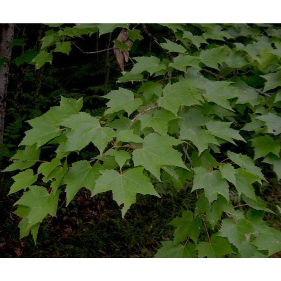 アメリカハナノキ ベニカエデ テネシー州産 種子50粒 Southern Red Maple 50 D W Seeds H I Tree C S Yahoo 店 通販 Yahoo ショッピング