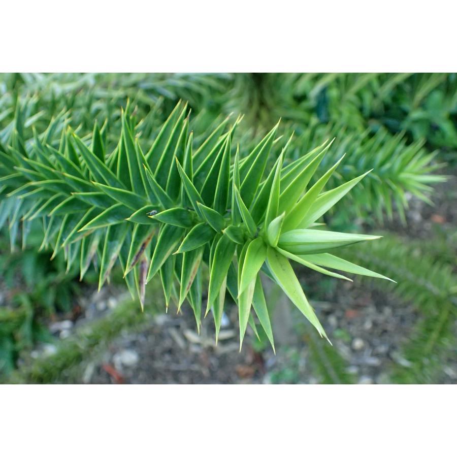 パラナマツ（ブラジルマツ） ［南米産］ 種子3粒 Parana pine