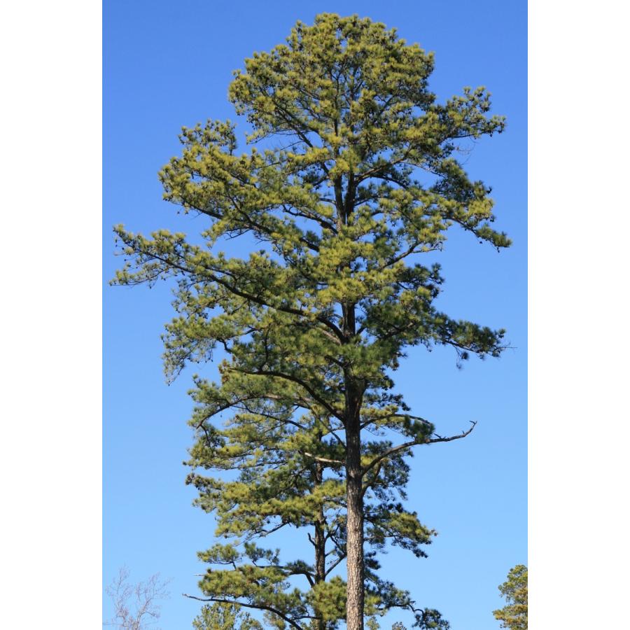 テーダマツ＜テーダ松＞ 種子30粒 Loblolly pine 30 seeds : H.I.Tree C’s Yahoo!店 - 通販 ...