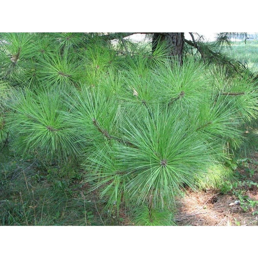 テーダマツ＜テーダ松＞ 種子30粒 Loblolly pine 30 seeds : H.I.Tree C’s Yahoo!店 - 通販 ...
