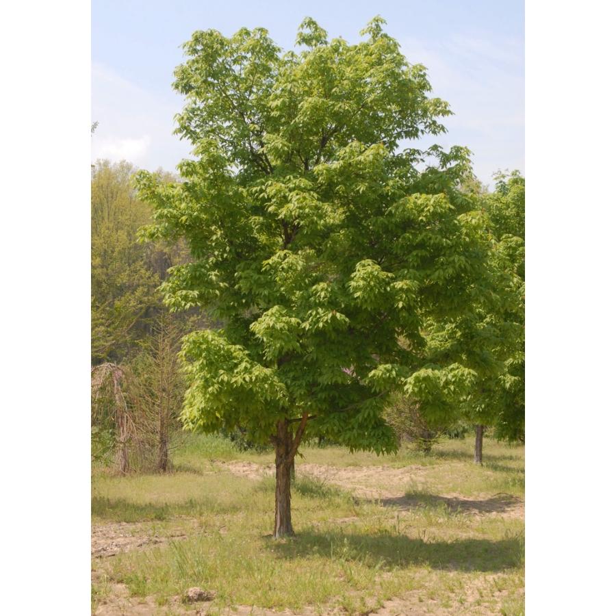 モミジ・オニメグスリ 種子10粒 Three-flowered maple 10 seeds : H.I.