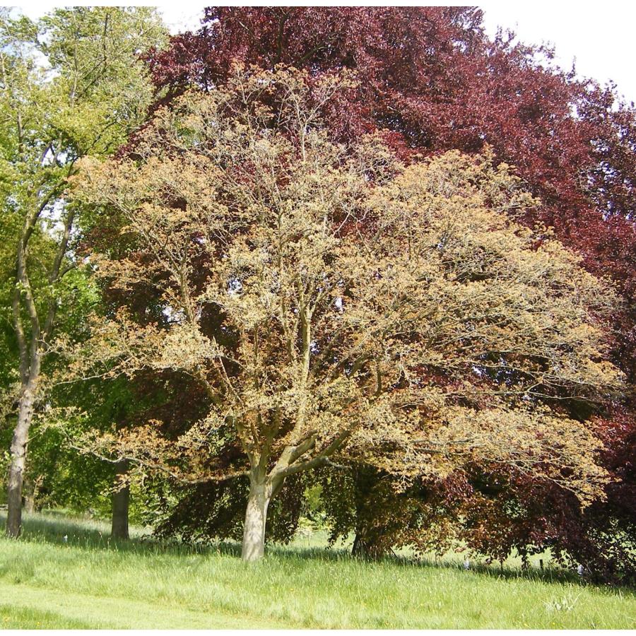 モミジ・メグスリノキ 種子10粒 Nikko maple 10 seeds : H.I.Tree C’s Yahoo!店 - 通販 ...