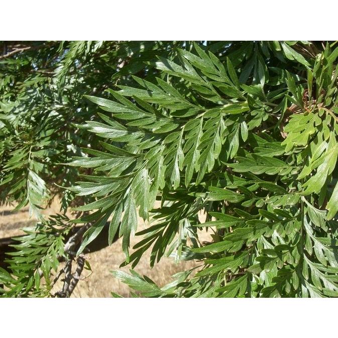 グレビレア・ロブスタ(ハゴロモノキ) 種子50粒 Silky oak 50 グレビレア・ロブスタ(ハゴロモノキ) 種子50粒 Silky oak 50