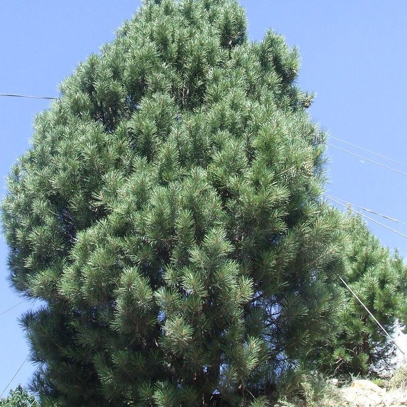 チルゴザマツ＜チルゴザ松＞ 種子10粒 Chilghoza pine 10 seeds : H.I.Tree C’s Yahoo!店 - 通販 ...