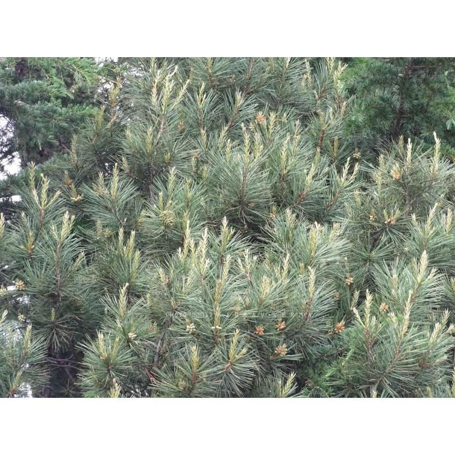 チルゴザマツ＜チルゴザ松＞ 種子10粒 Chilghoza pine 10 seeds : H.I.Tree C’s Yahoo!店 - 通販 ...