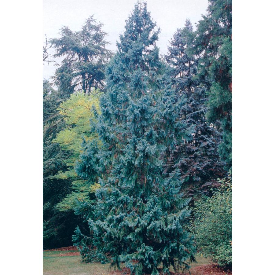 タイワンスギ＜台湾杉＞ 種子50粒 Chinese coffin tree 50 seeds