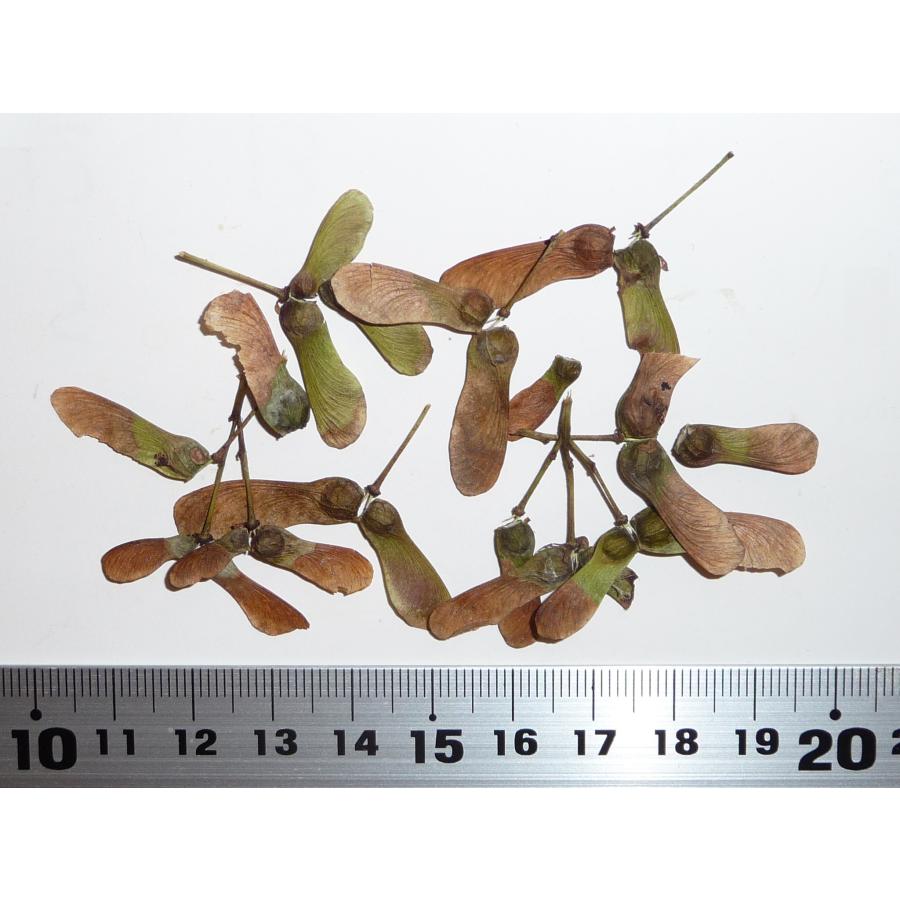 モミジ・モンヅクシ＜門尽＞ 種子20粒 Mon zukushi Japanese maple 20