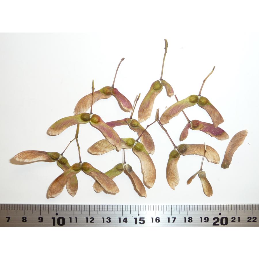 モミジ・マツカゼ＜松風＞ 種子20粒 Matsukaze Japanese maple 20 seeds 103593942528H.I