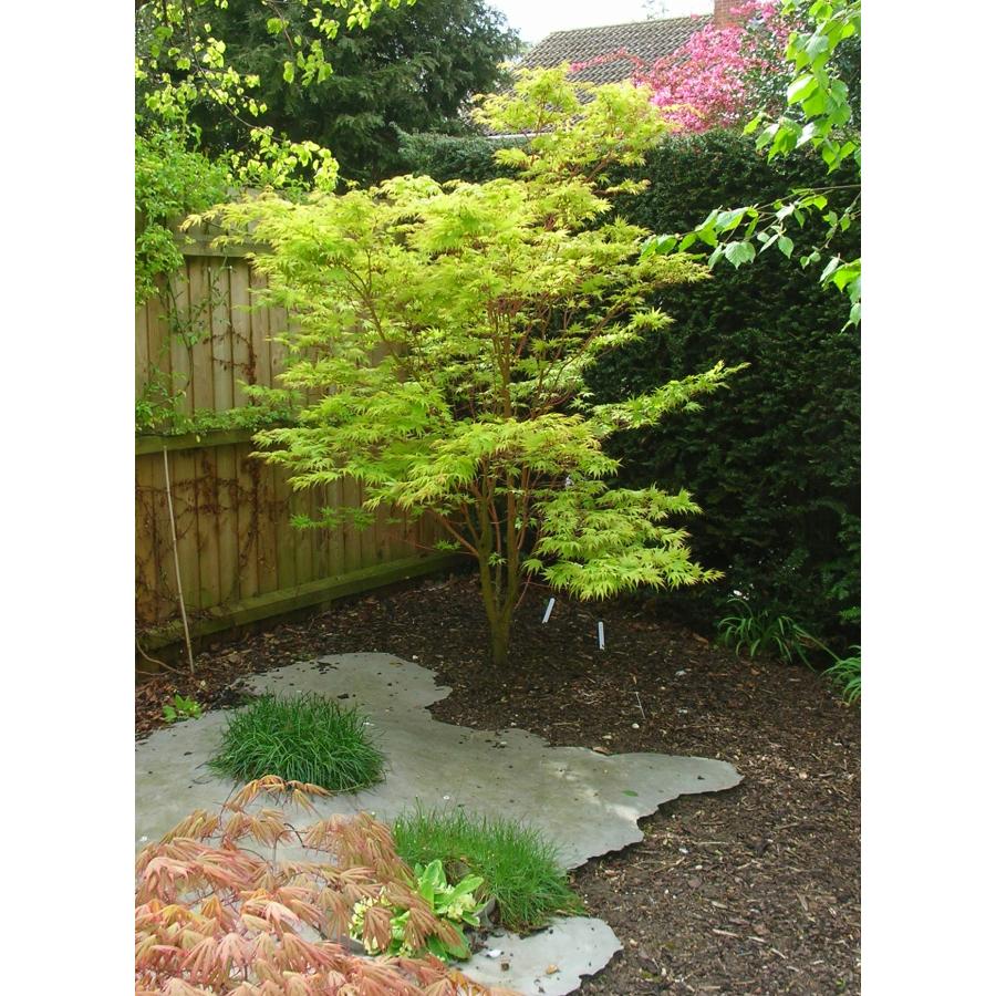 モミジ・マツカゼ＜松風＞ 種子20粒 Matsukaze Japanese maple 20 seeds 103593942528H.I