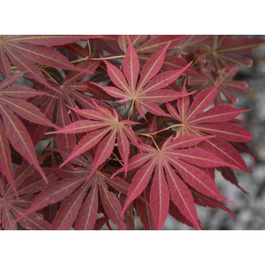 モミジ・マツカゼ＜松風＞ 種子20粒 Matsukaze Japanese maple 20 seeds 103593942528H.I