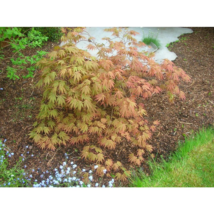 モミジ・マツカゼ＜松風＞ 種子20粒 Matsukaze Japanese maple 20