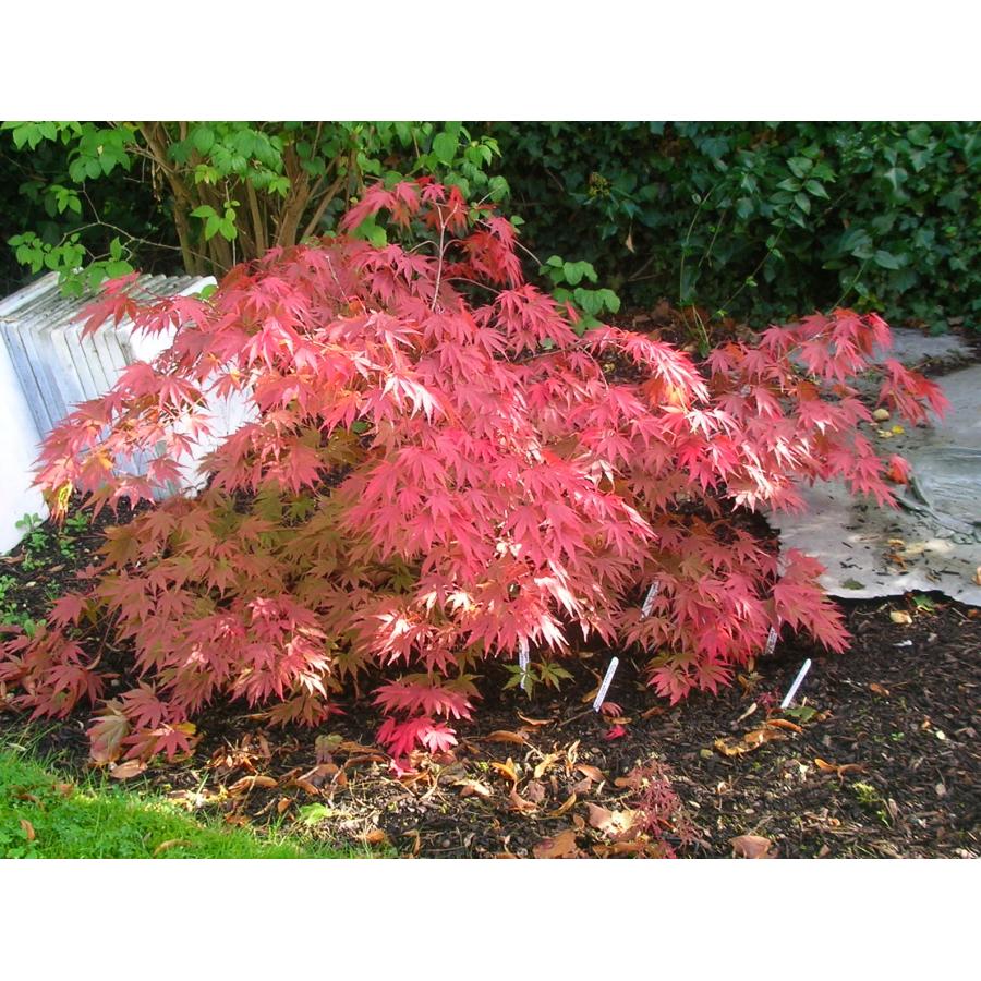 モミジ・マツカゼ＜松風＞ 種子20粒 Matsukaze Japanese maple 20