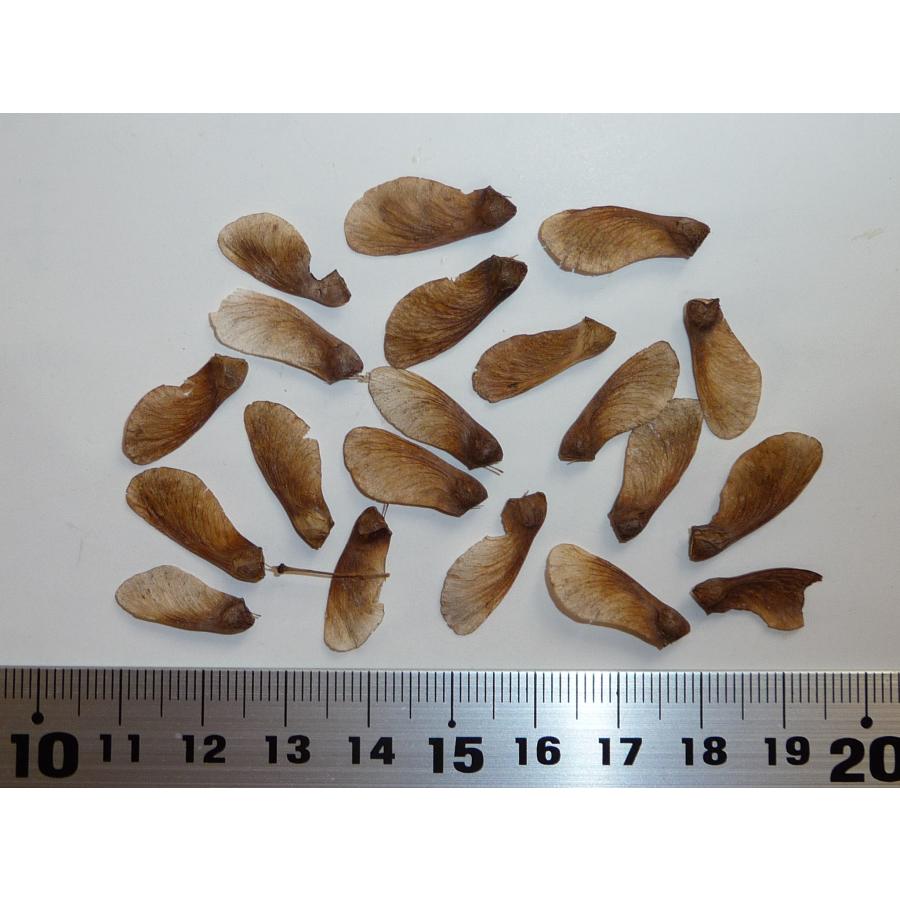 もみじ モミジ/シギタツサワ【品番3276】 モミジの苗木 鴫立沢（しぎたつさわ