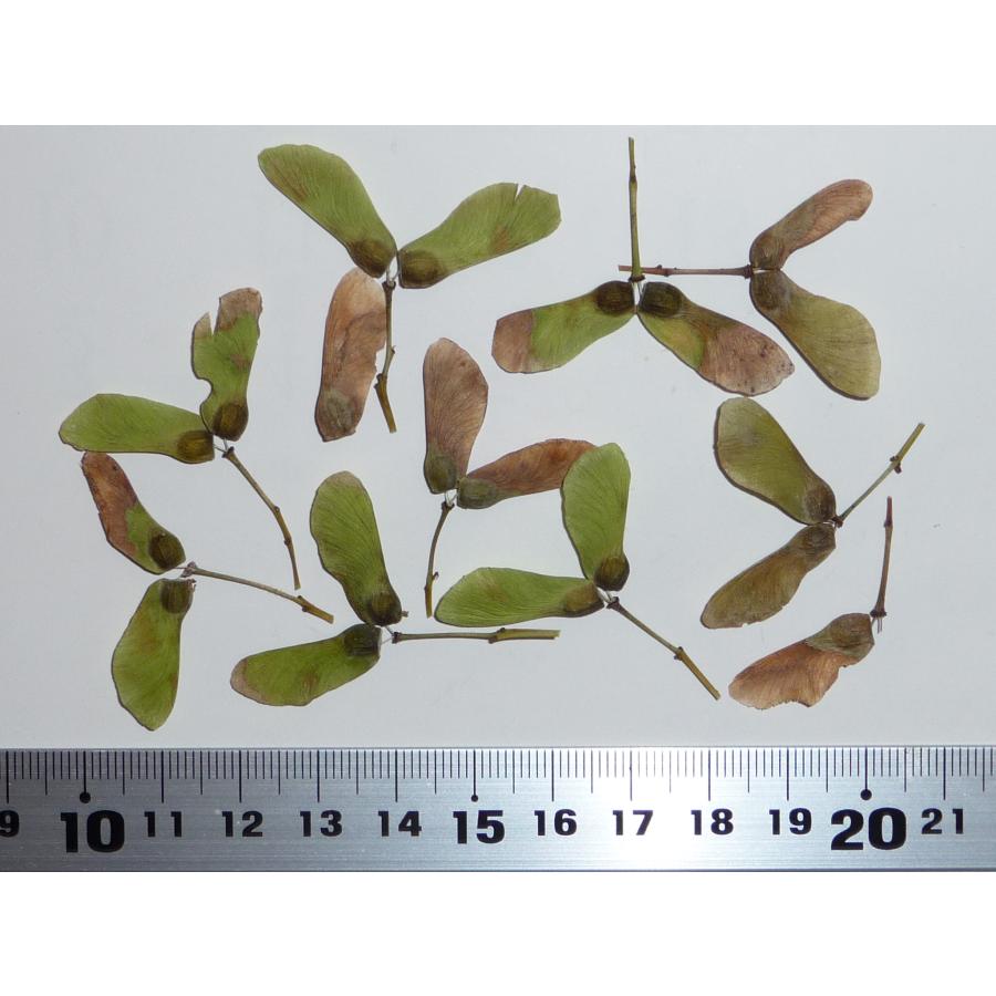 モミジ・ベニカガミ＜紅鏡＞ 種子20粒 Beni kagami Japanese maple 20 seeds 103593942531H