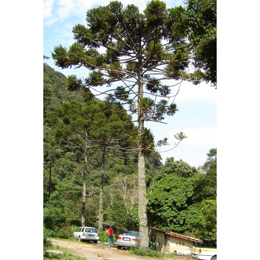 【希少種】パラナマツ 国内実生 パラナマツ（ブラジルマツ） ［国内産］ 種子5粒 Parana pine