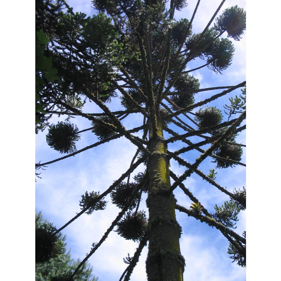 【希少種】パラナマツ 国内実生 パラナマツ（ブラジルマツ） ［国内産］ 種子5粒 Parana pine
