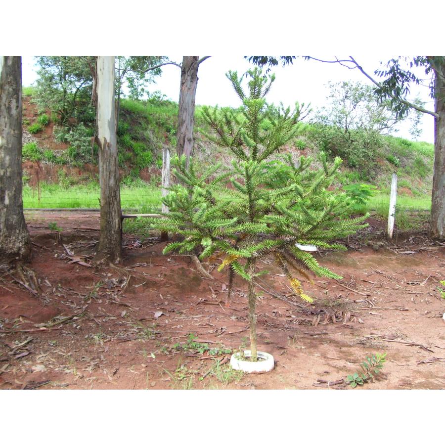 【希少種】パラナマツ 国内実生 パラナマツ（ブラジルマツ） ［国内産］ 種子5粒 Parana pine