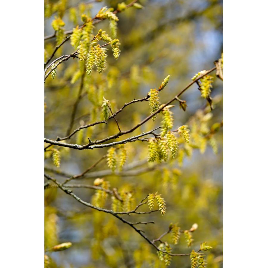 クマシデ（カナシデ） 種子50粒 Japanese hornbeam 50 seeds : H.I.