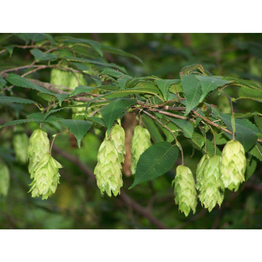クマシデ（カナシデ） 種子50粒 Japanese hornbeam 50 seeds : H.I.Tree C’s Yahoo!店 - 通販 ...