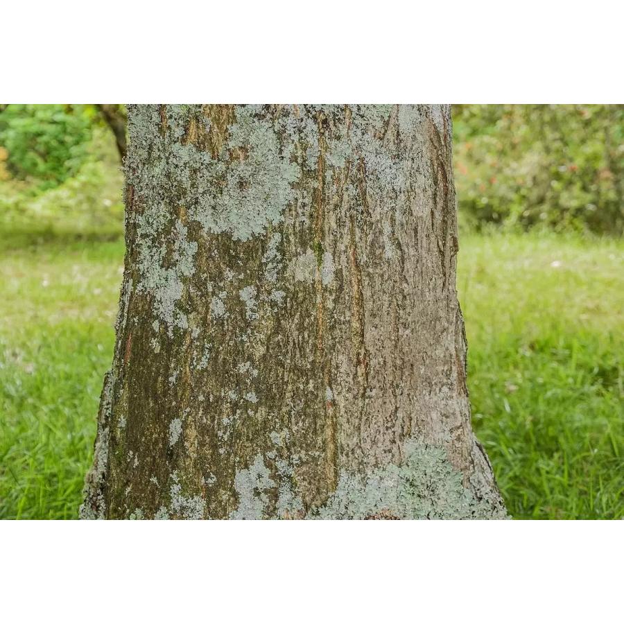 クマシデ（カナシデ） 種子50粒 Japanese hornbeam 50 seeds : H.I.