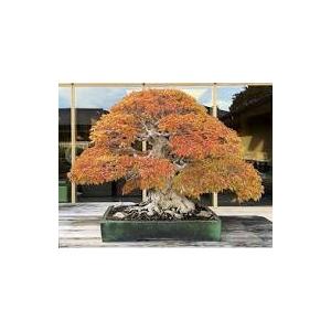 盆栽　シデ　ソロ いわしで A0162☆中品盆栽 葉物 岩シデ ソロ☆「送料無料」浦部