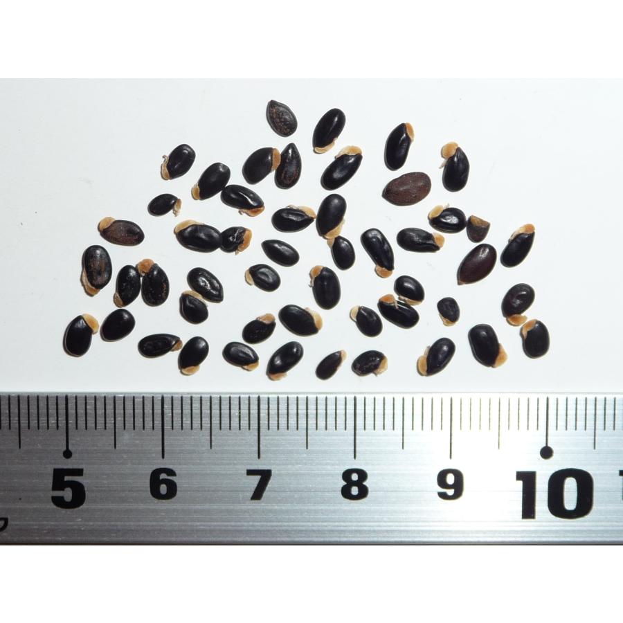 フサアカシア（ミモザ） 種子50粒 Silver wattle 50 seeds : H.I.Tree