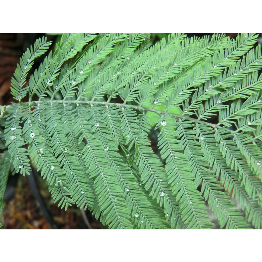 No.213d♡フレッシュ♡フサアカシア♡ミモザ フサアカシア（ミモザ） 種子50粒 Silver wattle 50 seeds : H.I.Tree