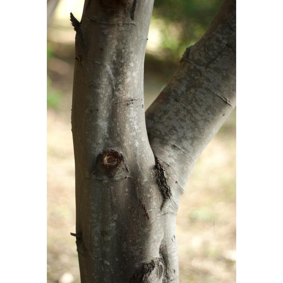 フサアカシア（ミモザ） 種子50粒 Silver wattle 50 seeds : H.I.Tree