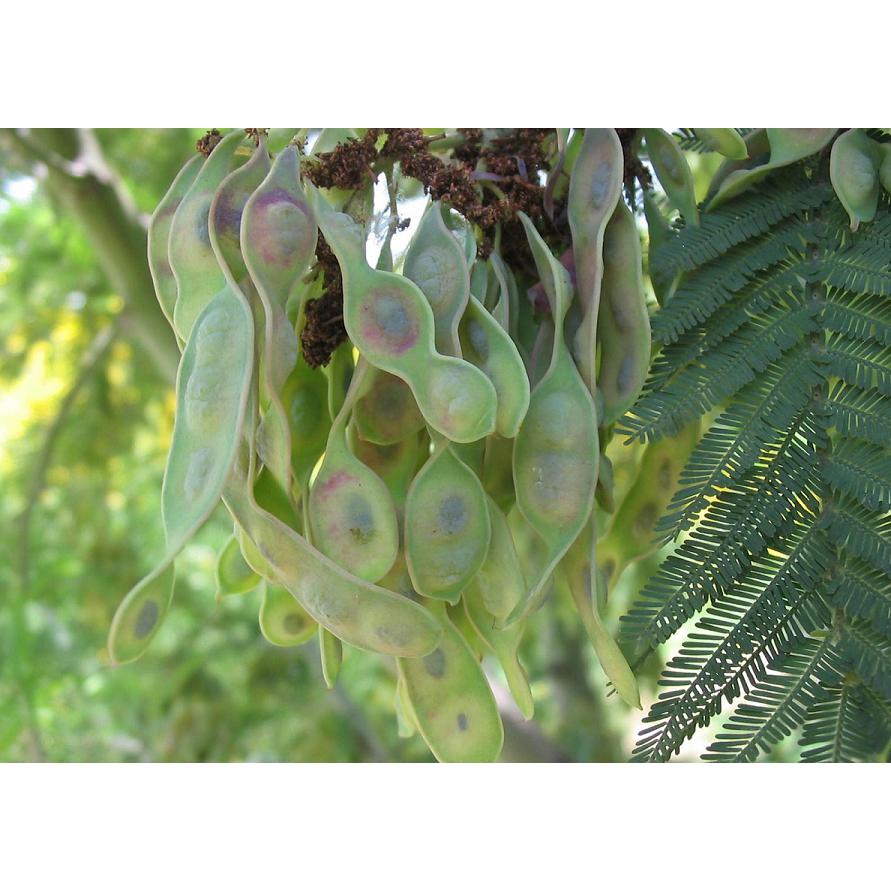 フサアカシア（ミモザ） 種子50粒 Silver wattle 50 seeds : H.I.Tree
