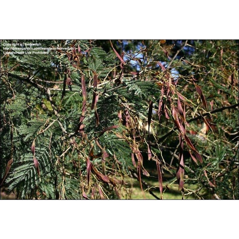 フサアカシア（ミモザ） 種子50粒 Silver wattle 50 seeds : H.I.Tree