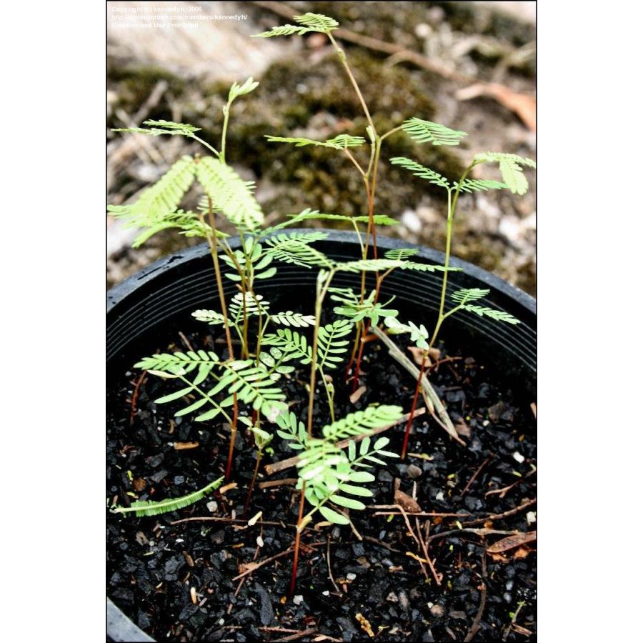 フサアカシア（ミモザ） 種子50粒 Silver wattle 50 seeds : H.I.Tree