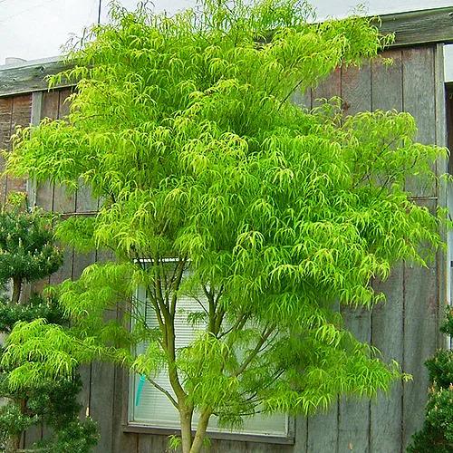 モミジ・コトノイト＜琴の糸＞ 種子20粒 Koto-no-ito Japanese maple