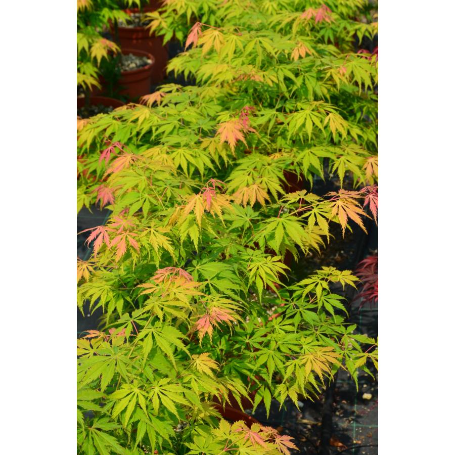 モミジ・キハチジョウ＜黄八丈＞ 種子20粒 Ki hachijo Japanese