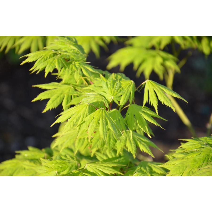 モミジです。 モミジです。 75-2_2_1000x.jpg?v=1751940084