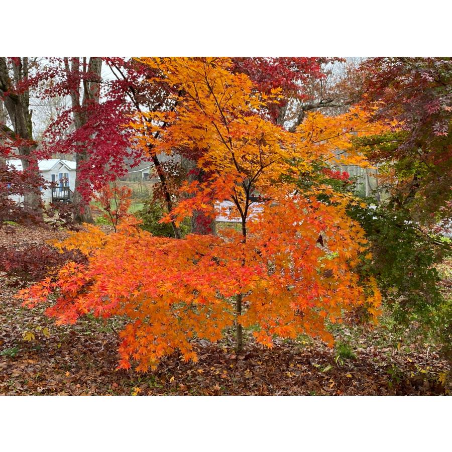 モミジ・キハチジョウ＜黄八丈＞ 種子20粒 Ki hachijo Japanese maple