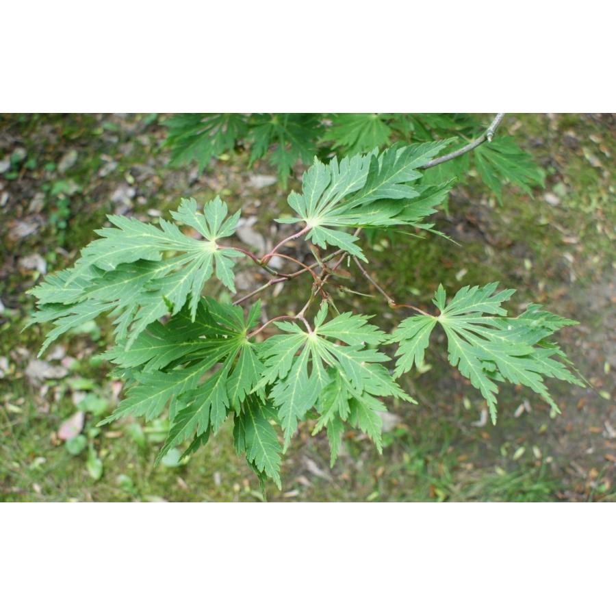 孔雀15 ハウチワカエデ・マイクジャク＜舞孔雀＞ 種子10粒 Fern-leaved