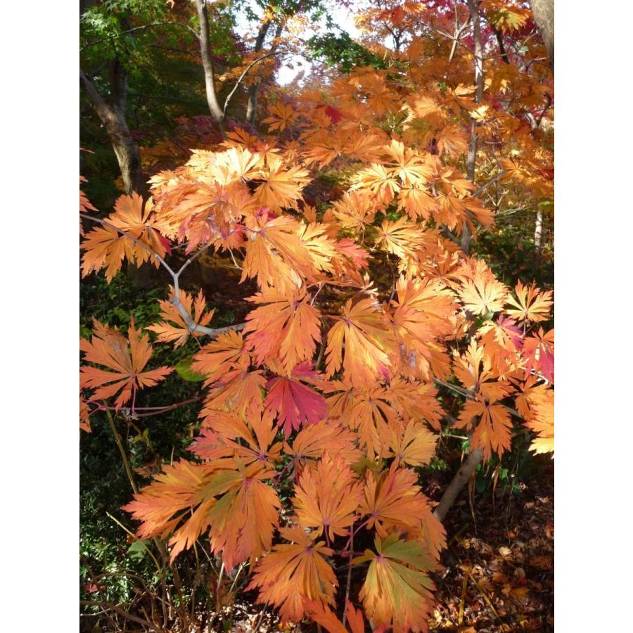 孔雀15 ハウチワカエデ・マイクジャク＜舞孔雀＞ 種子10粒 Fern-leaved
