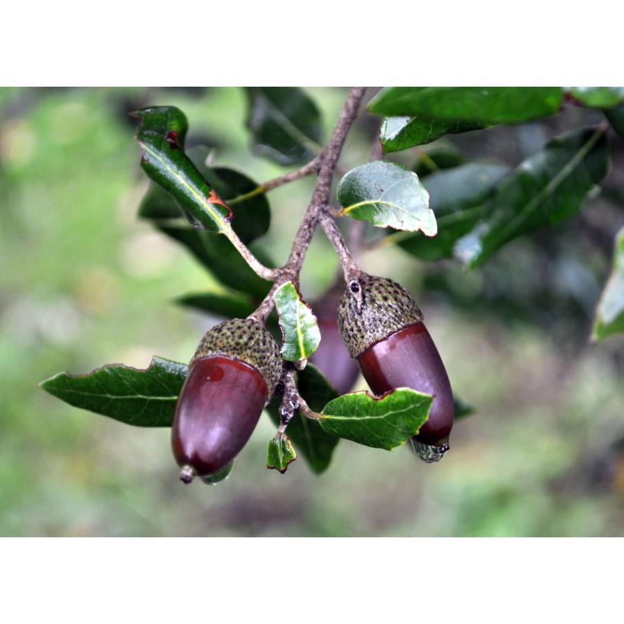 セイヨウヒイラギガシ 種子10粒 Holm oak 10 seeds : H.I.Tree C's