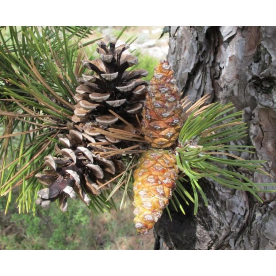 ヨーロッパクロマツ＜欧州黒松＞・ダルマチカ 種子30粒 Dalmatica